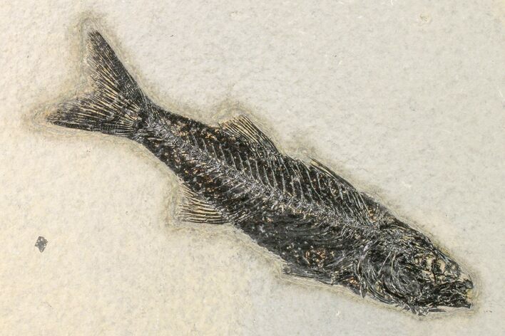 Uncommon Fish Fossil (Mioplosus) - Wyoming #163421